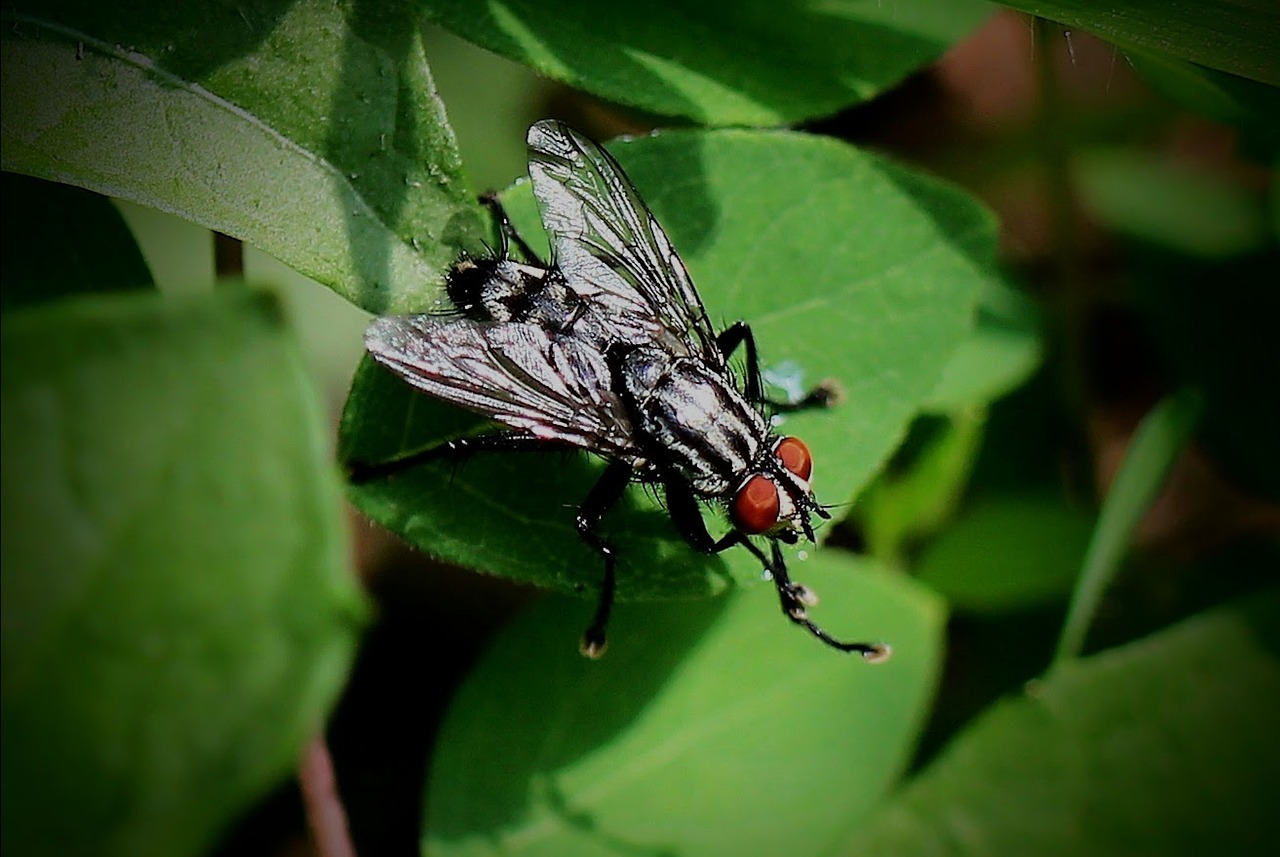 Expert pest control team at work in Lehi, UT