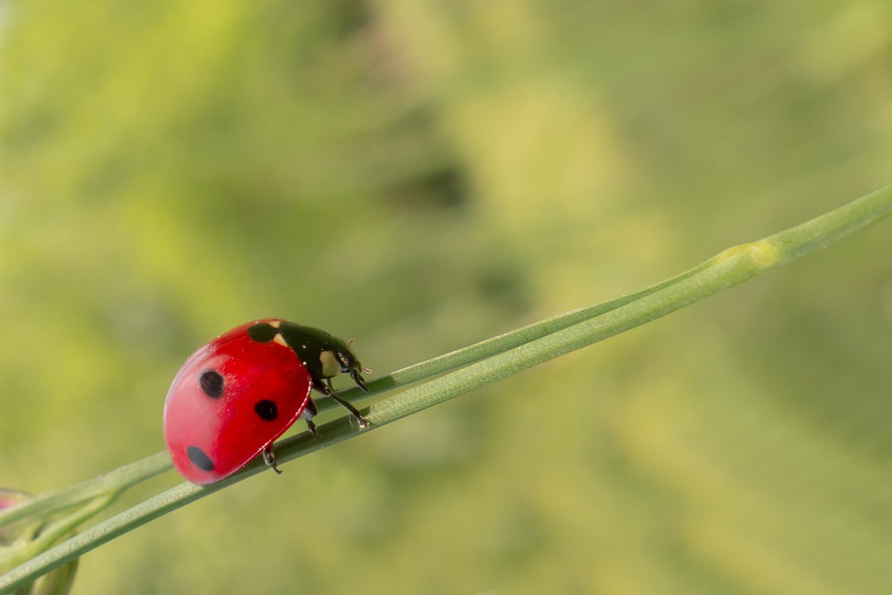 Commercial pest in Lehi, UT.