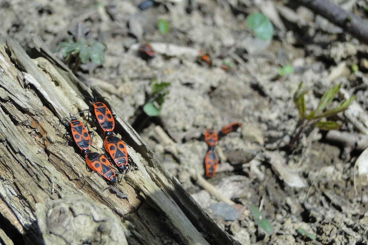 Commercial pest in Lindon, UT.