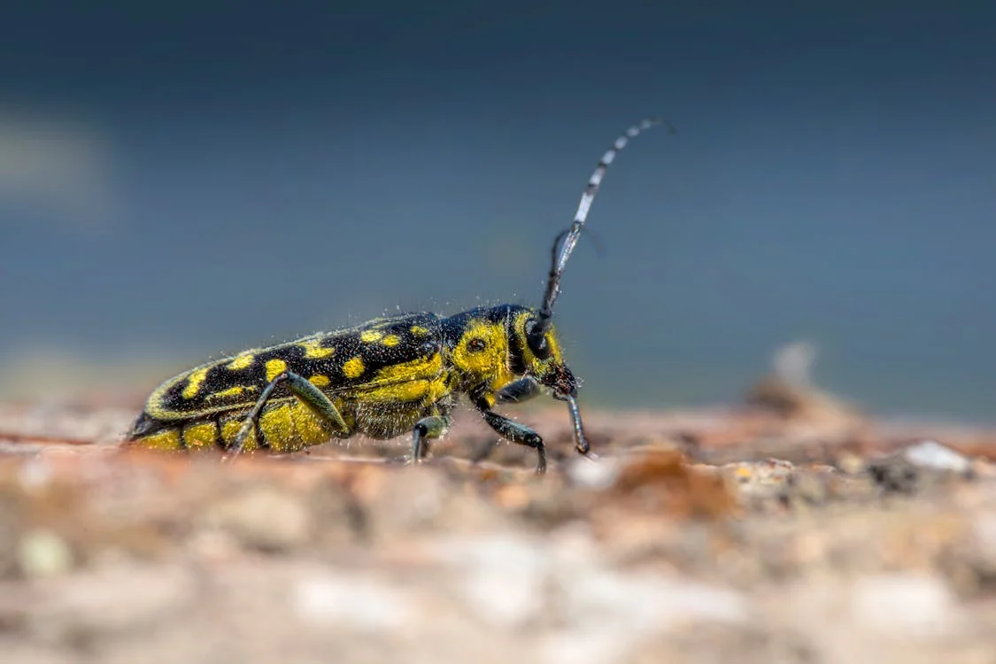 Ensign Pest Control technician treating a home in Utah County