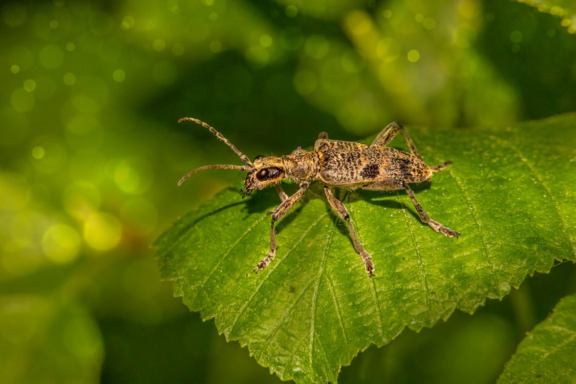 Special pest in Utah County, UT.